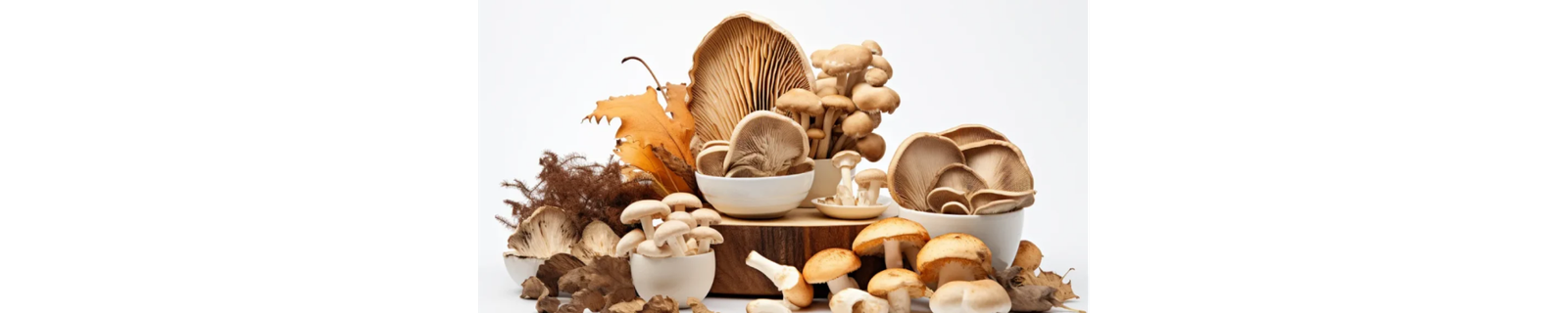 Functional Mushies